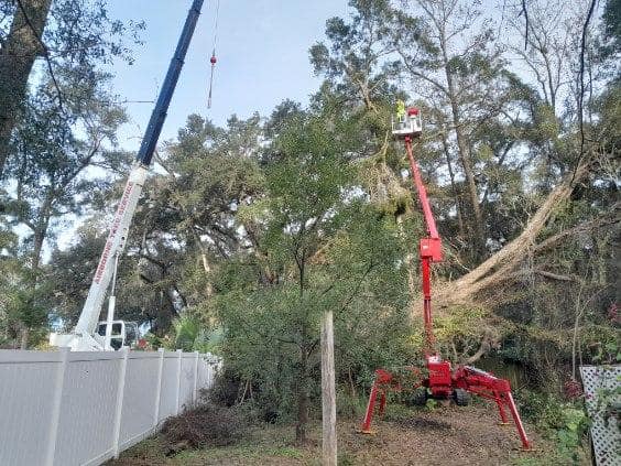 Precision tree trimming near a pool enclosure with controlled branch removal