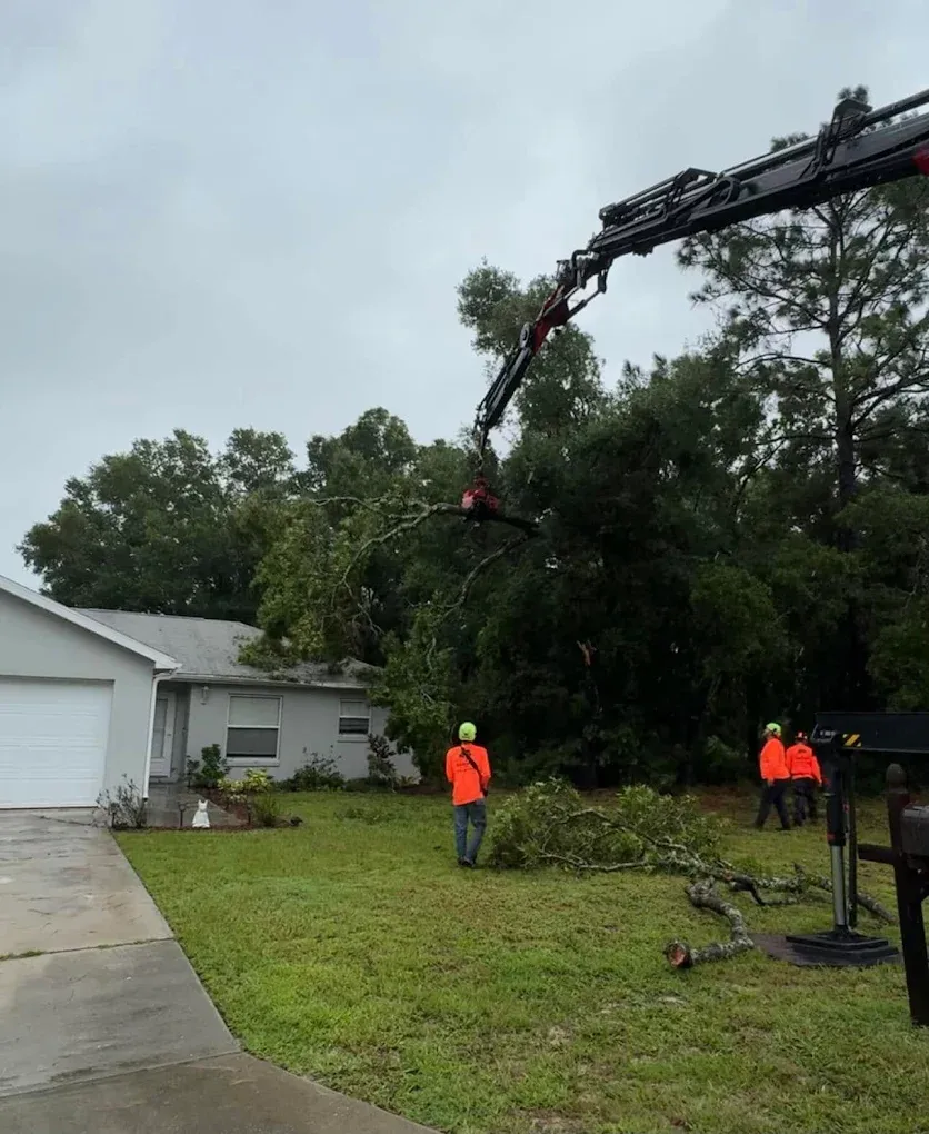 5 Signs You Need Professional Tree Removal Near Home