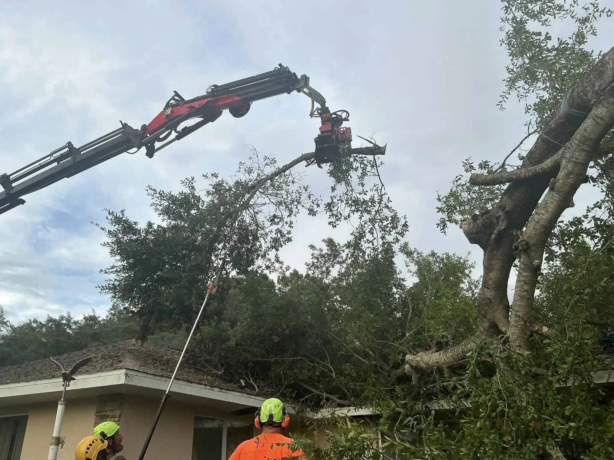 Trusted Ocala Arborist | Airborne Tree Service
