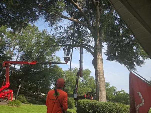 When Is the Best Time for Tree Trimming in Central Florida