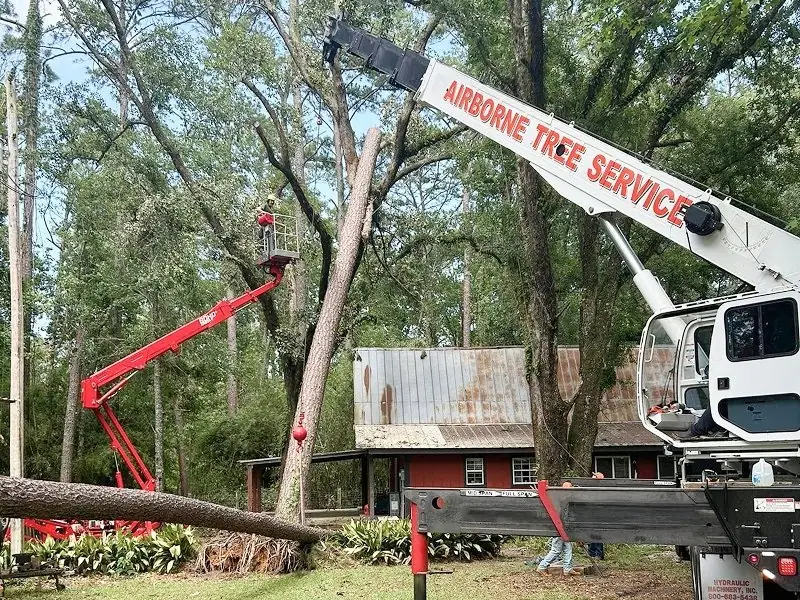Tree removal service in Central Florida with stump grinding and full cleanup
