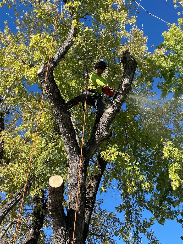 Leading Tree Service in Belleview | Airborne Tree