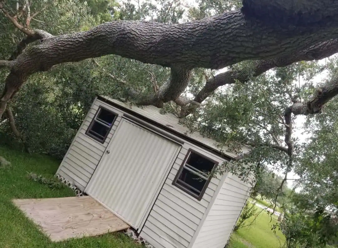 Large magnolia tree removal in Central Florida with stump grinding and cleanup