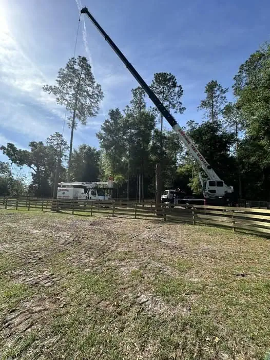 Dead live oak tree removal in Central Florida using precision cutting