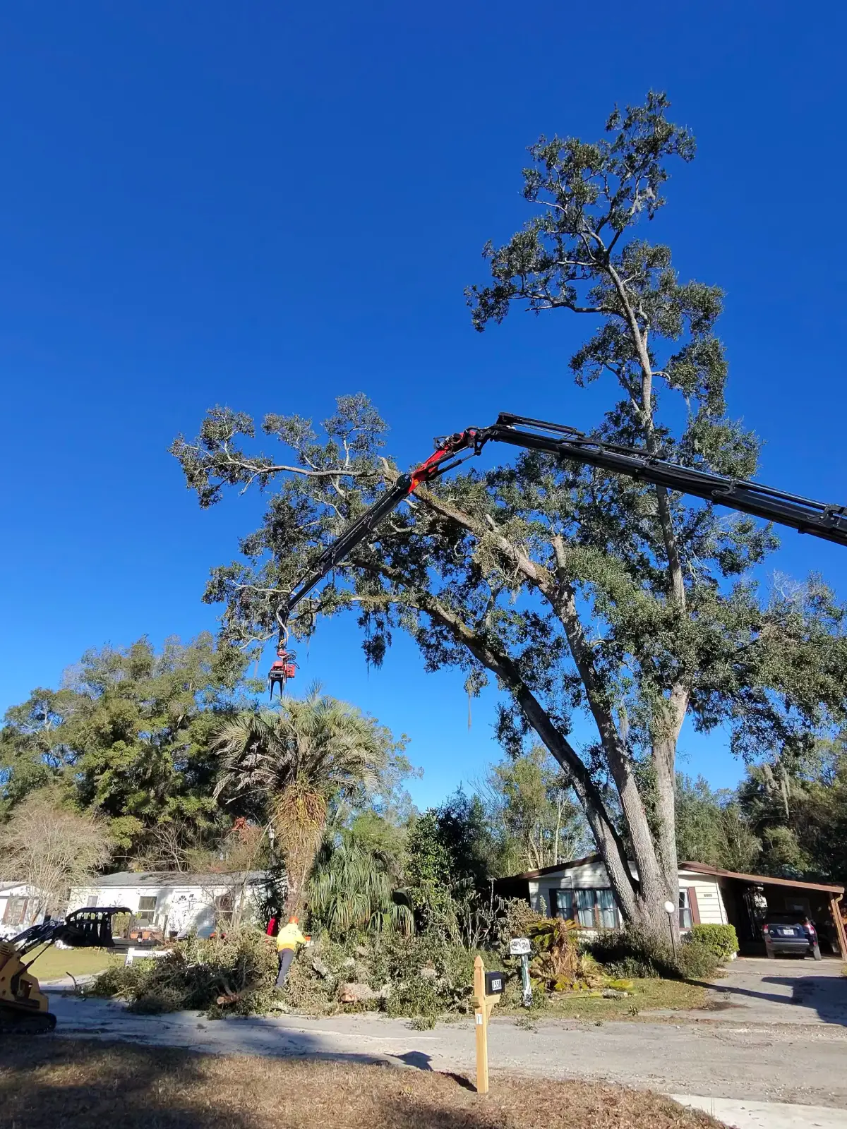Large tree removal job in Central Florida completed professionally